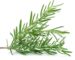 Rosemary-1