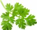 chervil